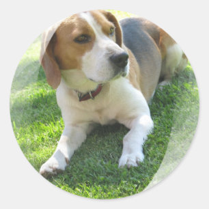 Redonda Beagle Hound Dog Pegatina