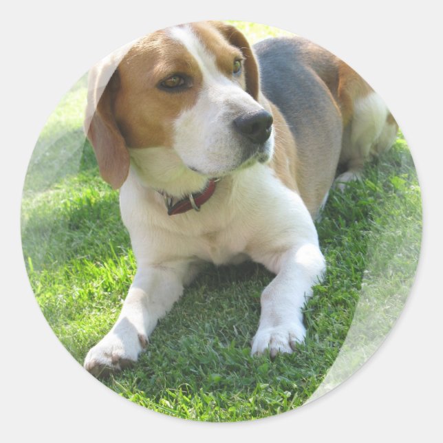 Redonda Beagle Hound Dog Pegatina (Anverso)