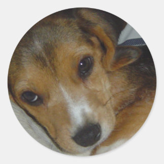 Redonda Beagle Pegatina 2