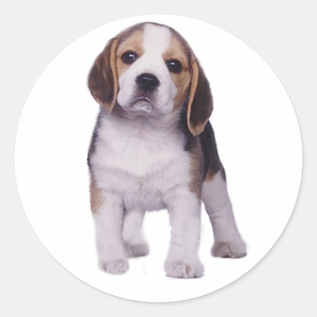 Redonda Beagle Pup Pegatina (Anverso)