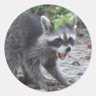 Redonda bebé hambriento Raccoon Pegatina