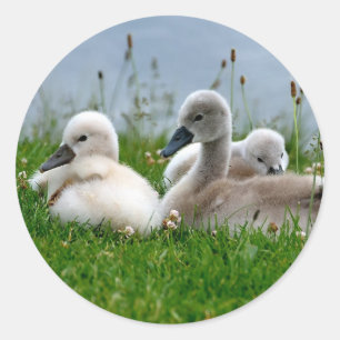 Redonda Bebés de cisne dulce - Pegatina
