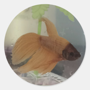 Redonda Betta Pegatina