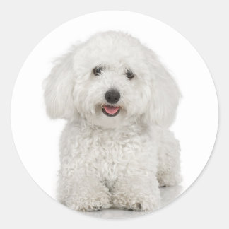 Redonda Bichon Frise Pegatina