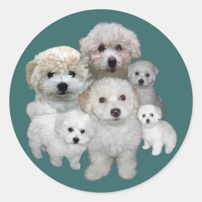 Redonda Bichon Frise Puppies Pegatina (Anverso)