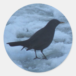 Redonda Blackbird en el Pegatina de hielo
