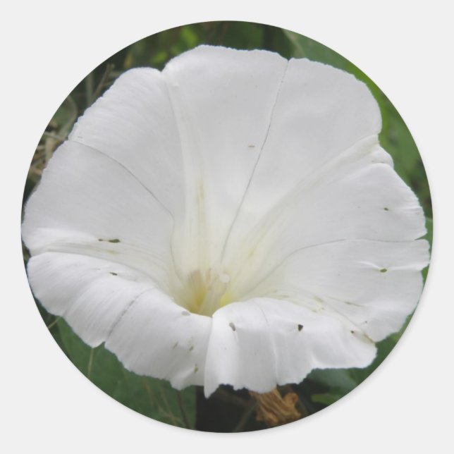 Redonda Bonito Pegatina de Flor Convolvulsa Blanca (Anverso)