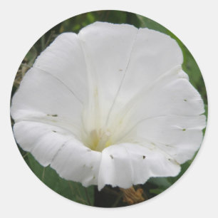 Redonda Bonito Pegatina de Flor Convolvulsa Blanca