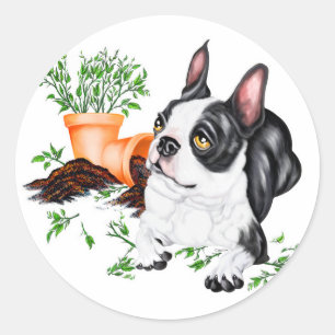 Redonda Boston terrier Naugher Pegatina de grupo