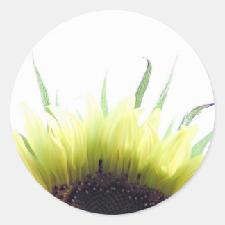 Redonda Buenos días pegatina de girasol