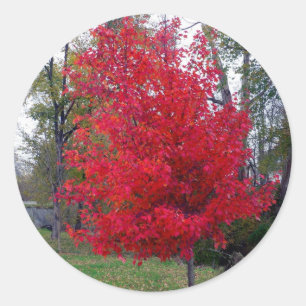 Redonda Burning Bush Pegatina