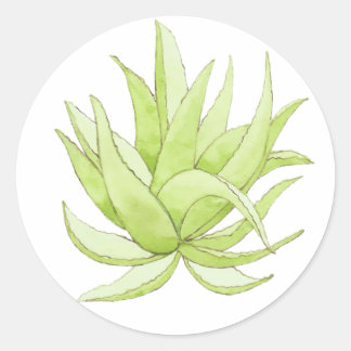 Redonda cactus pegatina aloe vera