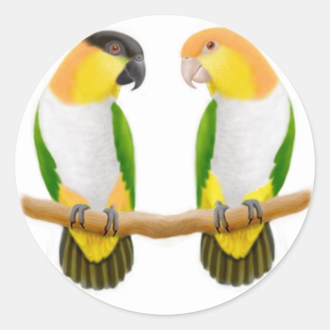Redonda Caique Parrot Love Pegatina (Anverso)