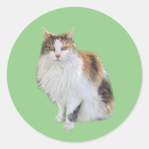 Redonda Calico Cat Pegatina