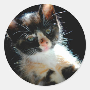 Redonda Calico Kitten Pegatina