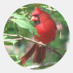 Redonda Cardenal en Holly Pegatina