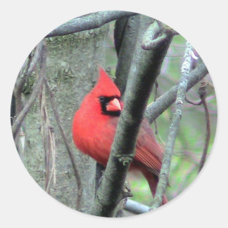 Redonda Cardenal masculino Pegatina fotográfico
