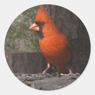 Redonda Cardenal rojo Pegatina