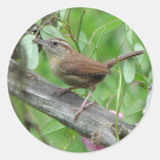 Redonda Carolina Wren Pegatina