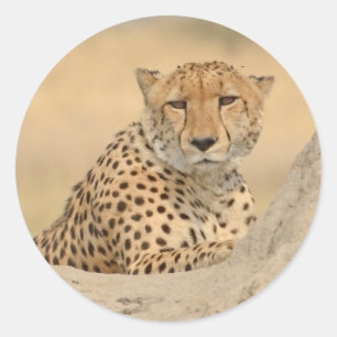Redonda Cheetah Gaze Pegatina