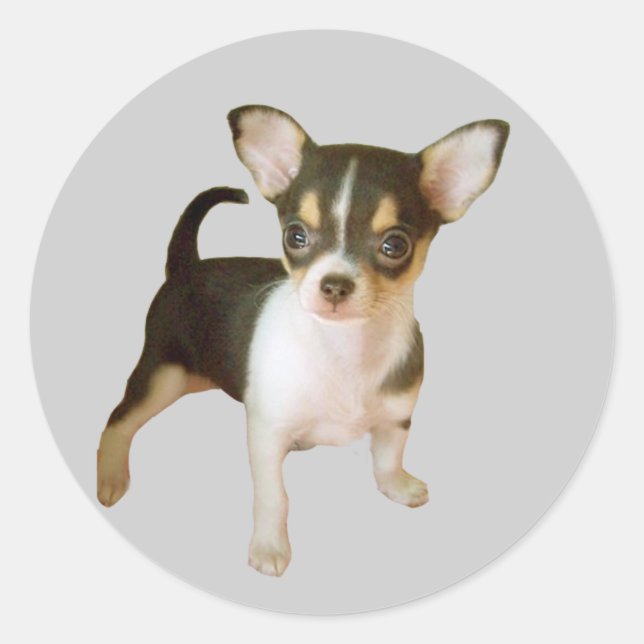 Redonda Chihuahua Cutie Pegatina (Anverso)