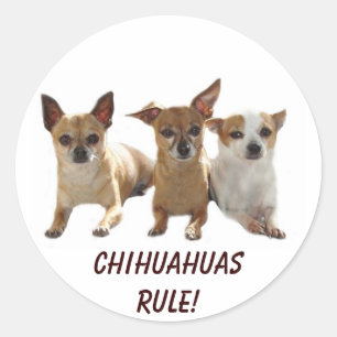 Redonda Chihuahuas Rule Pegatina