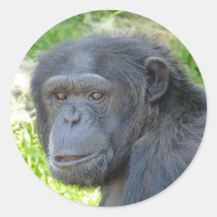 Redonda Chimpanzee - Pegatina