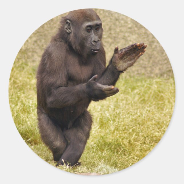 Redonda Chimpanzee Pegatina (Anverso)