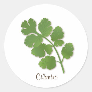 Redonda Cilantro Pegatina