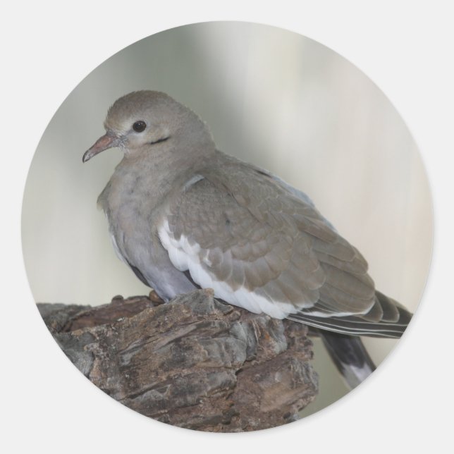 Redonda Comfy Dove Pegatina (Anverso)