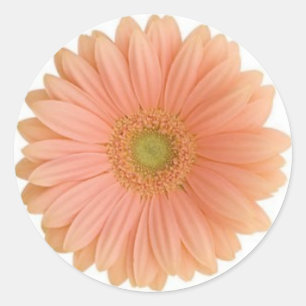 Redonda Coral Gerbera Daisy Pegatina