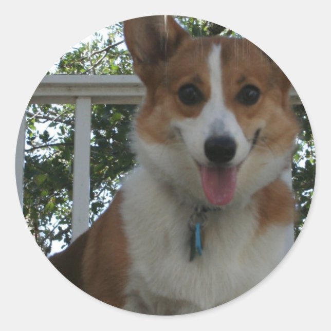 Redonda Corgi Puppy Dog Pegatina (Anverso)