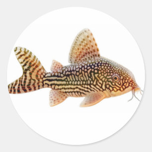 Redonda Corydoras Sterbai Catfish Pegatina
