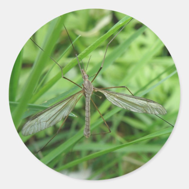 Redonda Crane Fly Pegatina (Anverso)