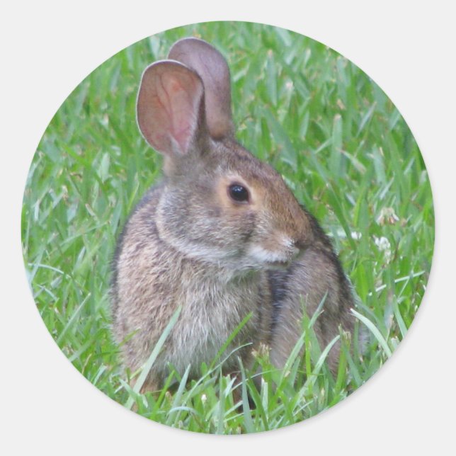 Redonda Curioso Pegatina Cottontail (Anverso)