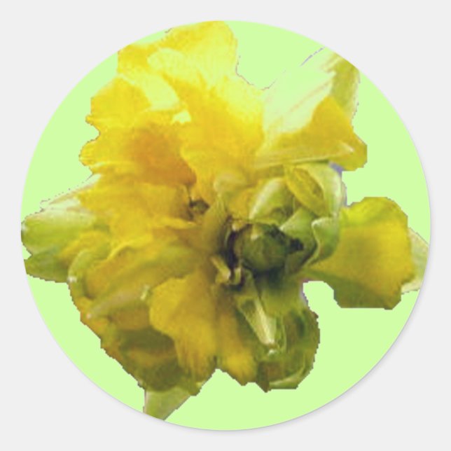 Redonda Daffodil Hi Pegatina (Anverso)