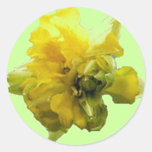 Redonda Daffodil Hi Pegatina