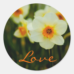 Redonda Daffodil ・ Pegatina de amor