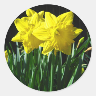 Redonda Dafóditos amarillos - Pegatina