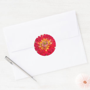Redonda Dahlia Amarilla y Roja Flamígera Pegatina