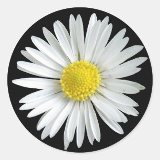Redonda Daisy Pegatina