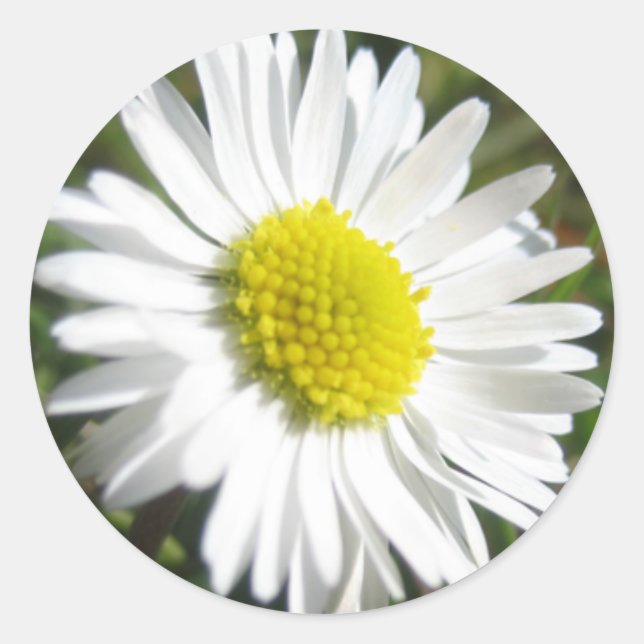 Redonda Daisy Pegatina (Anverso)