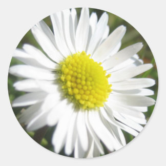 Redonda Daisy Pegatina