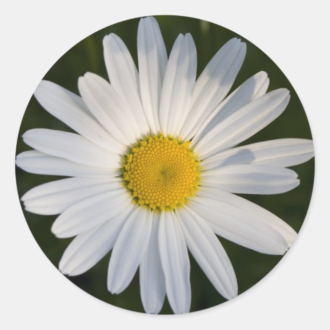 Redonda Daisy pegatina (Anverso)