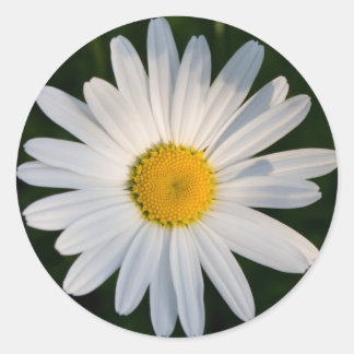 Redonda Daisy pegatina