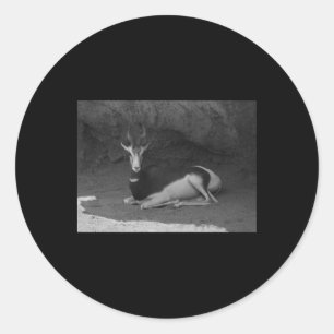 Redonda Dama Gazelle Valencia Pegatina Blanco Y Negro