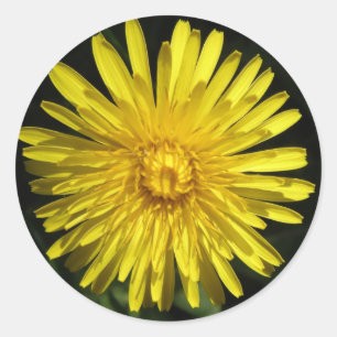 Redonda Dandelion Pegatina