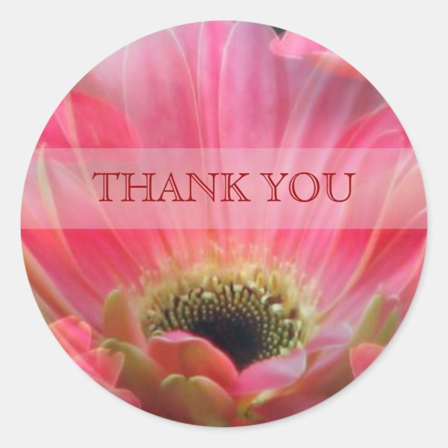 Redonda Dark Pink Gerbera daisy Gracias Pegatina (Anverso)