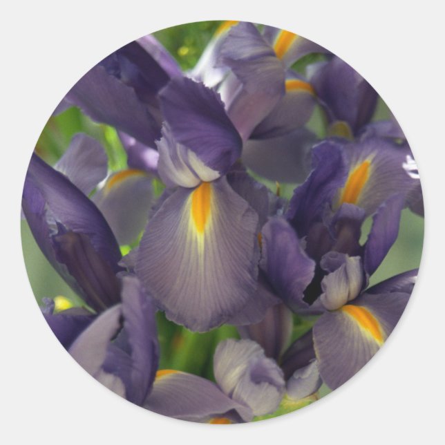 Redonda Decretos de Pegatina de arte de flores de irises m (Anverso)