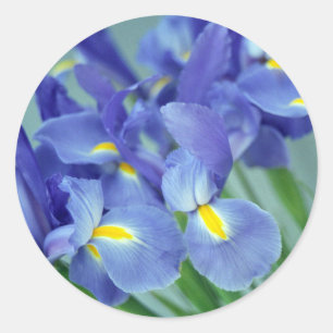 Redonda Decretos de Pegatina de arte de flores de irises m